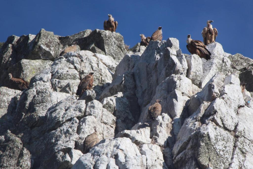 شقة Sierra De Monfrague Torrejón el Rubio المظهر الخارجي الصورة